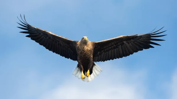 Ausgewachsene Seeadler Flug Über Blauen Himmelshintergrund Wissenschaftlicher Name Haliaeetus Albicilla — Stockfoto
