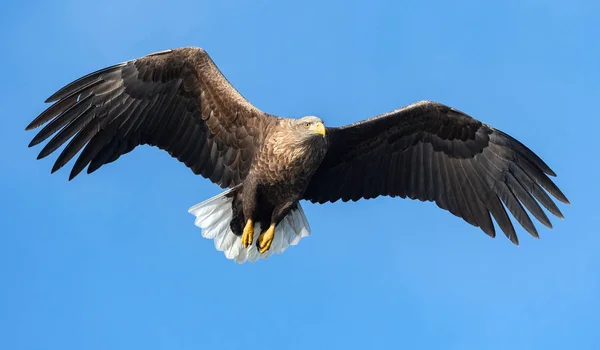 Águia Cauda Branca Adulta Voo Sobre Fundo Azul Céu Nome — Fotografia de Stock