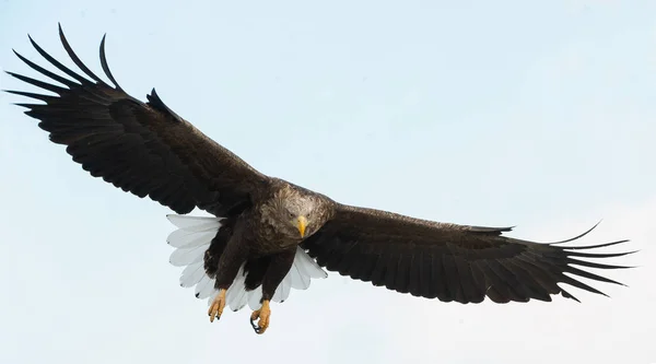 Volwassen White Tailed Eagle Aanboord Blauwe Hemelachtergrond Wetenschappelijke Naam Haliaeetus — Stockfoto