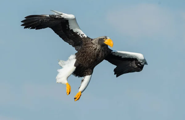 Adult Steller Sea Eagle Flight Scientific Name Haliaeetus Pelagicus Blue — Stock Photo, Image