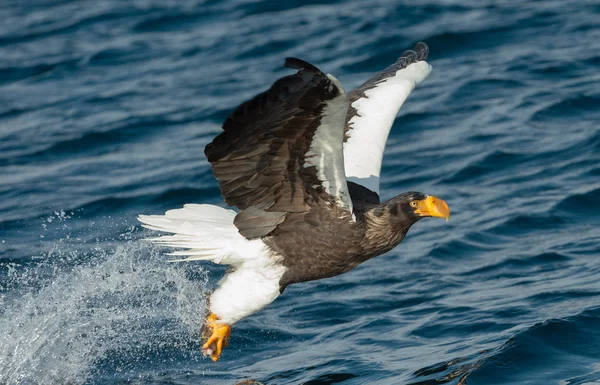 アダルト オオワシ海ワシの釣り Haliaeetus 青い海を背景 — ストック写真