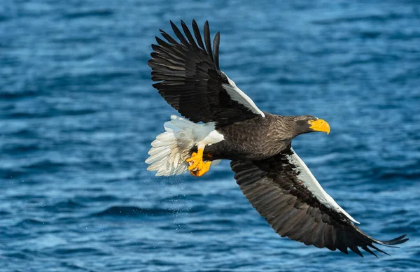 Adult Stellers Sea Eagle Flyger Vetenskaplig Namn Haliaeetus Pelagicus Blue — Stockfoto