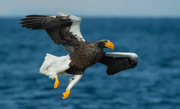 Adult Steller Sea Eagle Flying Scientific Name Haliaeetus Pelagicus Blue — Stock Photo, Image