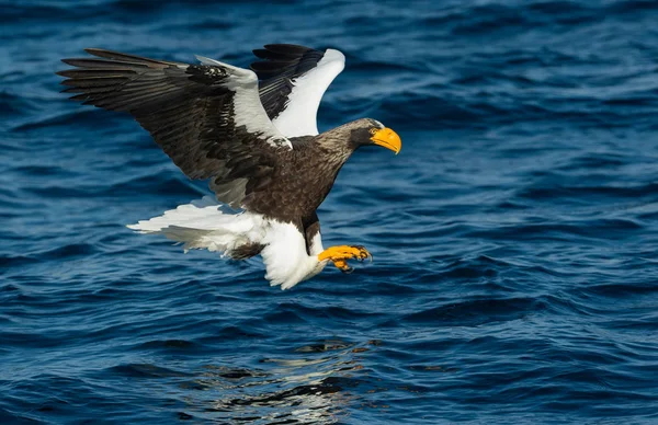 Орлан Білохвіст Дорослих Морська Риболовля Наукова Назва Haliaeetus Pelagicus Синій — стокове фото