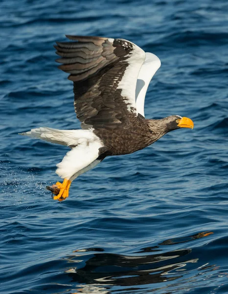Pesca Águia Marinha Steller Adulto Nome Científico Haliaeetus Pelagicus Fundo — Fotografia de Stock