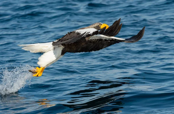 Adulte Steller Sea Eagle Fishing Nom Scientifique Haliaeetus Pelagicus Fond — Photo