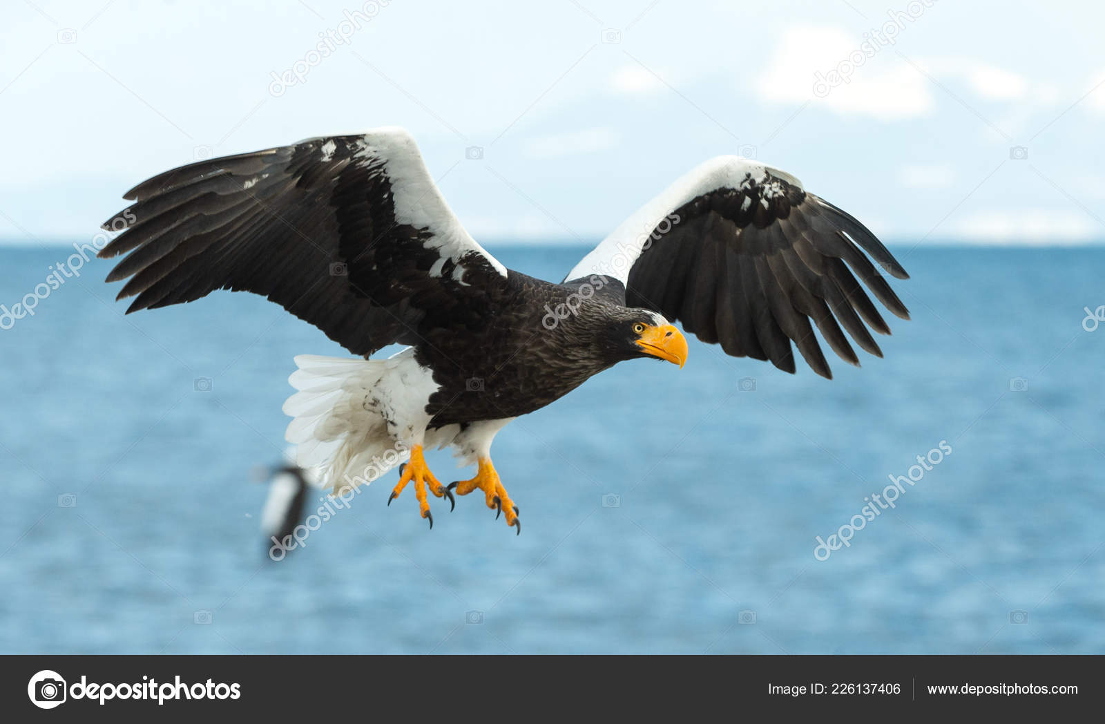 Águila marina de steller images libres de droit, photos de Águila marina de  steller | Depositphotos