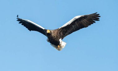 Yetişkin Steller'ın deniz kartal uçuş. Bilimsel adı: Haliaeetus pelagicus. Mavi gökyüzü arka plan.
