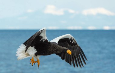 Yetişkin Steller'ın deniz kartal uçuş mavi okyanus ve gökyüzü. Bilimsel adı: Haliaeetus pelagicus.