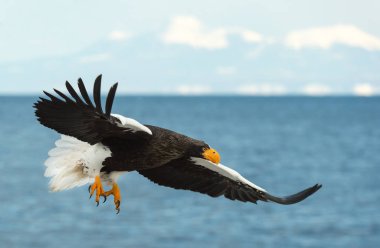 Yetişkin Steller'ın deniz kartal uçuş mavi okyanus ve gökyüzü. Bilimsel adı: Haliaeetus pelagicus.