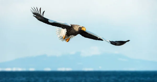 Águia Marinha Steller Adulto Voo Sobre Oceano Azul Céu Nome — Fotografia de Stock