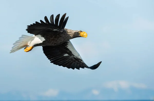 成人史泰勒的海鹰在飞行 科学名称 Haliaeetus Pelagicus 背景蓝色天空和被白雪覆盖的山 — 图库照片