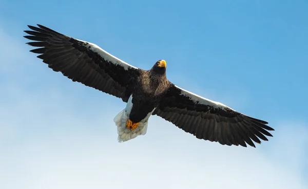 Взрослый Орёл Стеллера Полёте Научное Название Haliaeetus Pelagicus Голубой Фон — стоковое фото