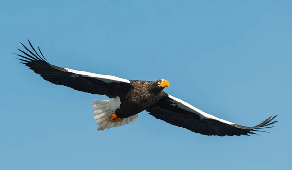 アダルト オオワシの飛行中 Haliaeetus 青い空を背景 — ストック写真