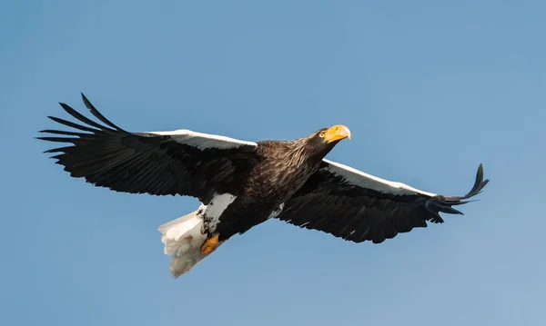 Volwassen Stellers Zeearend Aanboord Wetenschappelijke Naam Haliaeetus Pelagicus Blauwe Hemelachtergrond — Stockfoto