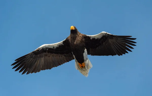 Дорослий Чубата Блакитна Пучок Квітки Польоті Наукова Назва Haliaeetus Pelagicus — стокове фото