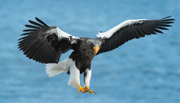 Орлан Білохвіст Дорослих Морська Риболовля Наукова Назва Haliaeetus Pelagicus Синій — стокове фото