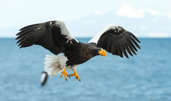 Águila Marina Adulta Steller Vuelo Sobre Océano Azul Cielo Nombre —  Fotos de Stock