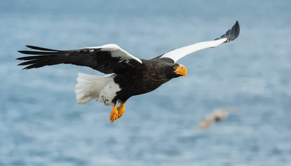 Adulte Steller Sea Eagle Fishing Nom Scientifique Haliaeetus Pelagicus Fond — Photo