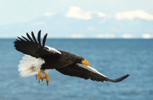 Águila Marina Adulta Steller Vuelo Sobre Océano Azul Cielo Nombre —  Fotos de Stock