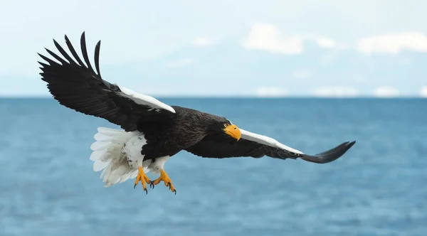 Yetişkin Steller Deniz Kartal Uçuş Mavi Okyanus Gökyüzü Bilimsel Adı — Stok fotoğraf