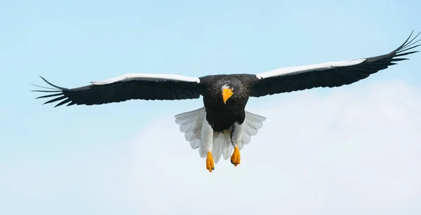Взрослый Орёл Стеллера Полёте Научное Название Haliaeetus Pelagicus Голубой Фон — стоковое фото