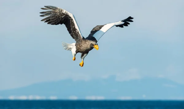 Águia Marinha Steller Adulto Voo Sobre Oceano Azul Céu Nome — Fotografia de Stock