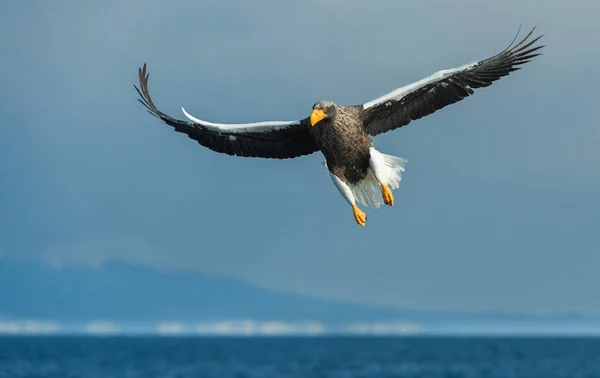 アダルト オオワシの青い海と空を飛行中 Haliaeetus — ストック写真