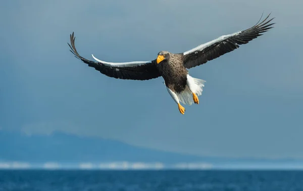 Aquila Mare Steller Adulto Volo Sopra Oceano Cielo Blu Nome — Foto Stock