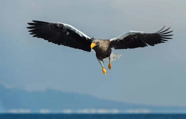 成人史泰勒的海鹰在蓝色的海洋和天空飞行 科学名称 Haliaeetus Pelagicus — 图库照片