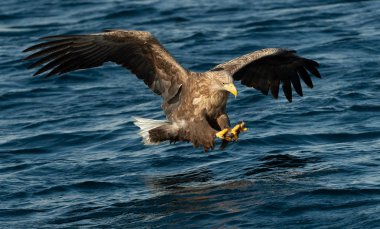 Yetişkin ak kuyruklu kartal balıkçılık mavi okyanus arka plan. Bilimsel adı: Haliaeetus albicilla, olarak da bilinen ern, erne, gri kartal, Avrasya deniz kartal ve ak kuyruklu deniz-kartal.