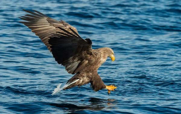 Adulto Águia Cauda Branca Pesca Sobre Oceano Azul Fundo Nome — Fotografia de Stock