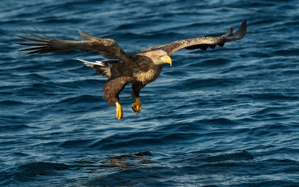 Volwassen White Tailed Eagle Hengelsport Blauwe Oceaan Achtergrond Wetenschappelijke Naam — Stockfoto