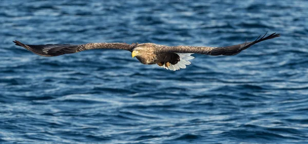 Volwassen White Tailed Eagle Hengelsport Blauwe Oceaan Achtergrond Wetenschappelijke Naam — Stockfoto