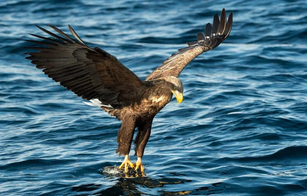 Adulto Águila Cola Blanca Pesca Sobre Fondo Azul Océano Nombre —  Fotos de Stock