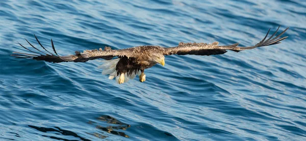 Dospělý Orel Rybaření Nad Modrý Oceán Pozadí Vědecký Název Haliaeetus — Stock fotografie