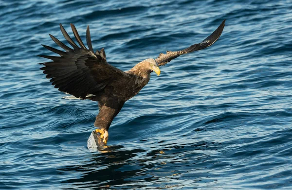 Dorosły Bielik Połowów Ocean Niebieski Tło Nazwa Naukowa Haliaeetus Albicilla — Zdjęcie stockowe