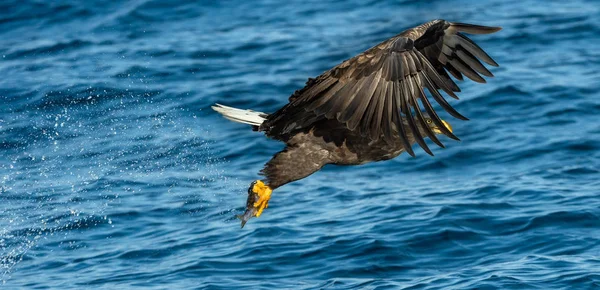 Felnőtt Rétisas Halászati Háttér Kék Óceán Felett Tudományos Név Haliaeetus — Stock Fotó