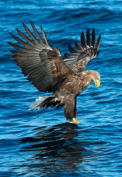 Adulto Águila Cola Blanca Pesca Sobre Fondo Azul Océano Nombre — Foto de Stock