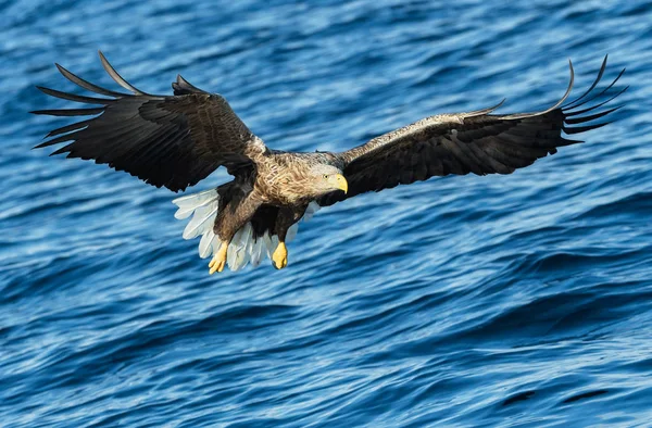 Adulto Águila Cola Blanca Pesca Sobre Fondo Azul Océano Nombre —  Fotos de Stock