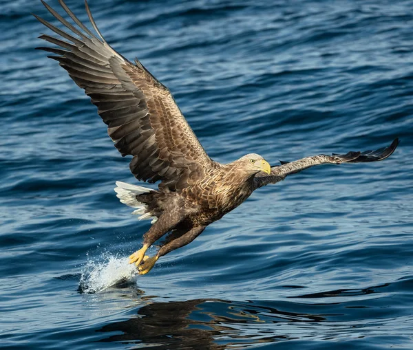 Dorosły Bielik Połowów Ocean Niebieski Tło Nazwa Naukowa Haliaeetus Albicilla — Zdjęcie stockowe