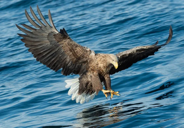 Adulto Águila Cola Blanca Pesca Sobre Fondo Azul Océano Nombre — Foto de Stock