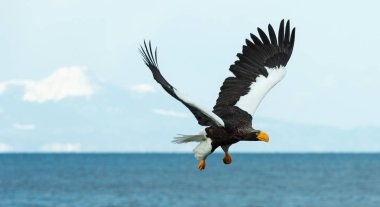 Yetişkin Steller'ın deniz kartal uçuş. Bilimsel adı: Haliaeetus pelagicus. Mavi okyanus, karla kaplı dağ ve mavi gökyüzü arka plan.