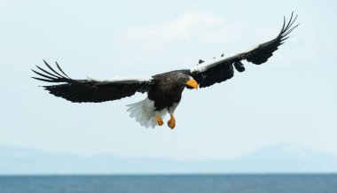 Yetişkin Steller'ın deniz kartal uçuş. Bilimsel adı: Haliaeetus pelagicus. Mavi gökyüzü arka plan.