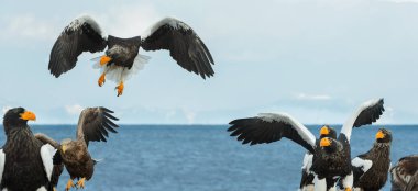 Yetişkin Steller'ın deniz kartal uçuş. Bilimsel adı: Haliaeetus pelagicus. Mavi okyanus ve gökyüzü arka plan.