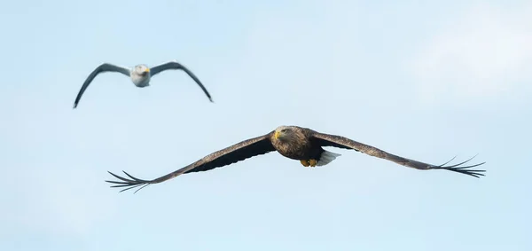 Felnőtt Fehérfarkú Eagles Repülés Alatt Háttere Tudományos Név Haliaeetus Albicilla — Stock Fotó