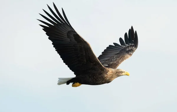 成年白尾鹰在天空飞行 科学名称 白马鱼 又名海牛 欧亚海鹰和白尾海鹰 — 图库照片