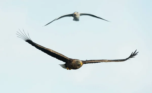 Pro Dospělé Běloocasý Eagles Letu Nad Pozadí Oblohy Vědecký Název — Stock fotografie