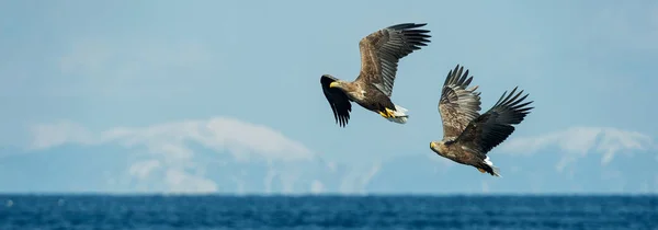 Volwassen White Tailed Adelaars Vlucht Hemel Wetenschappelijke Naam Haliaeetus Albicilla — Stockfoto