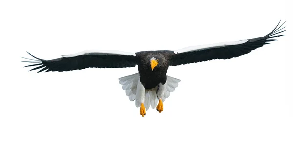 Ausgewachsene Seeadler Flug Isoliert Auf Weißem Hintergrund Wissenschaftlicher Name Haliaeetus — Stockfoto